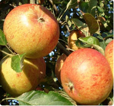 Malus Cox Orange Pippin appelboom kopen