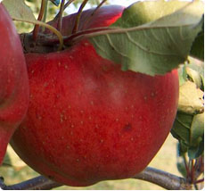 Malus Melrose appelboom kopen