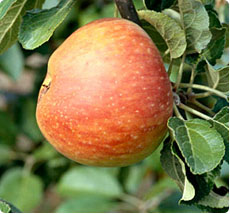 Malus Alkmene appelboom kopen
