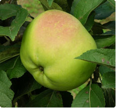 Malus Cwastresse double appelboom kopen