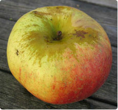 Malus Joseph Musch appelboom kopen