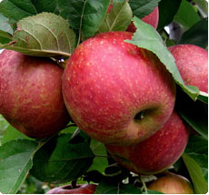 Malus Rode Boskoop appelboom kopen