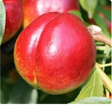 Nectarine Prunus persica Madame Blanchet
