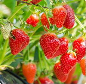 Aardbeien planten kopen - Vele aardbeienrassen te koop