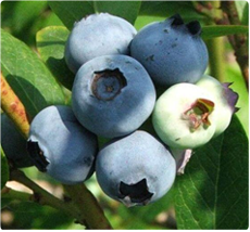 Blauwe bessen Bluecrop - Blauwe bessen planten kopen