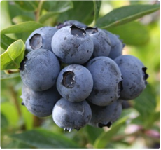 Blauwe bessen Duke - Blauwe bessen planten kopen