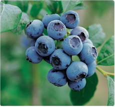 Blauwe Bes Goldtraube: Blauwe bessen planten kopen