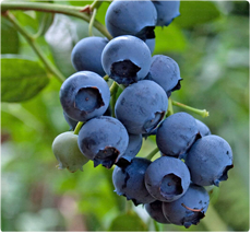 Hortblue Petite blauwe bessen plant