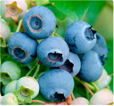 Blauwe bessen planten kopen: Northland blauwe bes