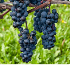 Druif Leon Millot: Druivelaar voor rode wijn