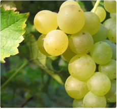 Muscat Blanc druif: druiven voor witte wijn