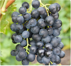 Druif Muscat Bleu - Druiven voor rode wijn