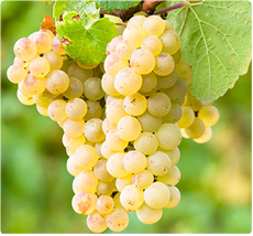 Druif Parel van Zala: druiven met zoete muskaatachtige smaak