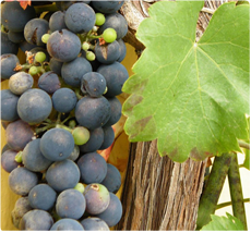 Druif Regent: wijndruif met kruidige en zoete smaak