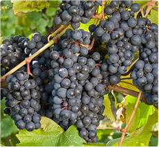 Druif Rondo: Rode wijn vergelijkbaar met Bourgogne