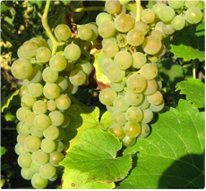 Solaris druif: Heerlijke druiven voor consumptie en wijnproductie