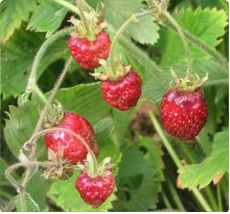 Aardbei Capron - Aardbeienplant kopen