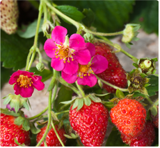Fragaria Toscana aardbeien planten