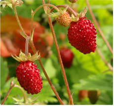 Aardbei Vesca: Bos aardbeienplant kopen