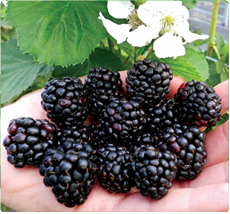 Rubus Reuben: Braambessen planten in pot