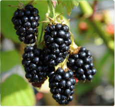 Braam Rubus Black Satin planten kopen