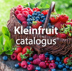 Kleinfruit planten kopen: frambozen, blauwe bessen, aalbessen