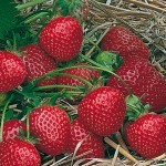 Fragaria Ostara