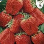 Fragaria Tago