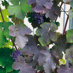 Vitis vinifera purpurea