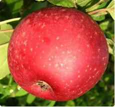 Malus Reinette etoilee appelboom kopen sterappel
