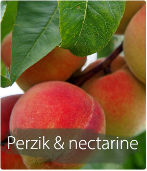 Perzikboom en nectarineboom kopen en planten